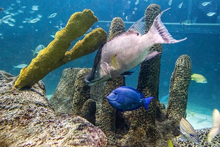 Company Florida Keys Aquarium Encounters