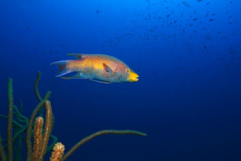 Spanish Hogfish (Bodianus rufus) Florida Keys Aquarium Encounters