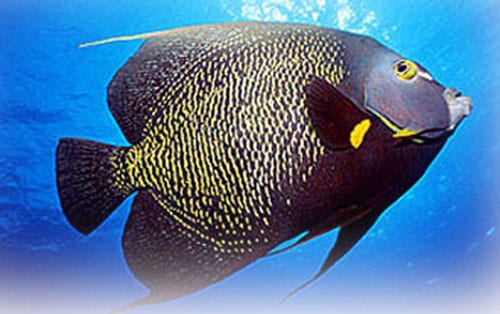 tropical fish species list and pictures