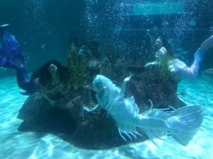 Mermaids at Aquarium Encounters