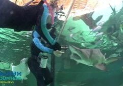 Feed the sharks at Florida Keys Aquarium Encounters