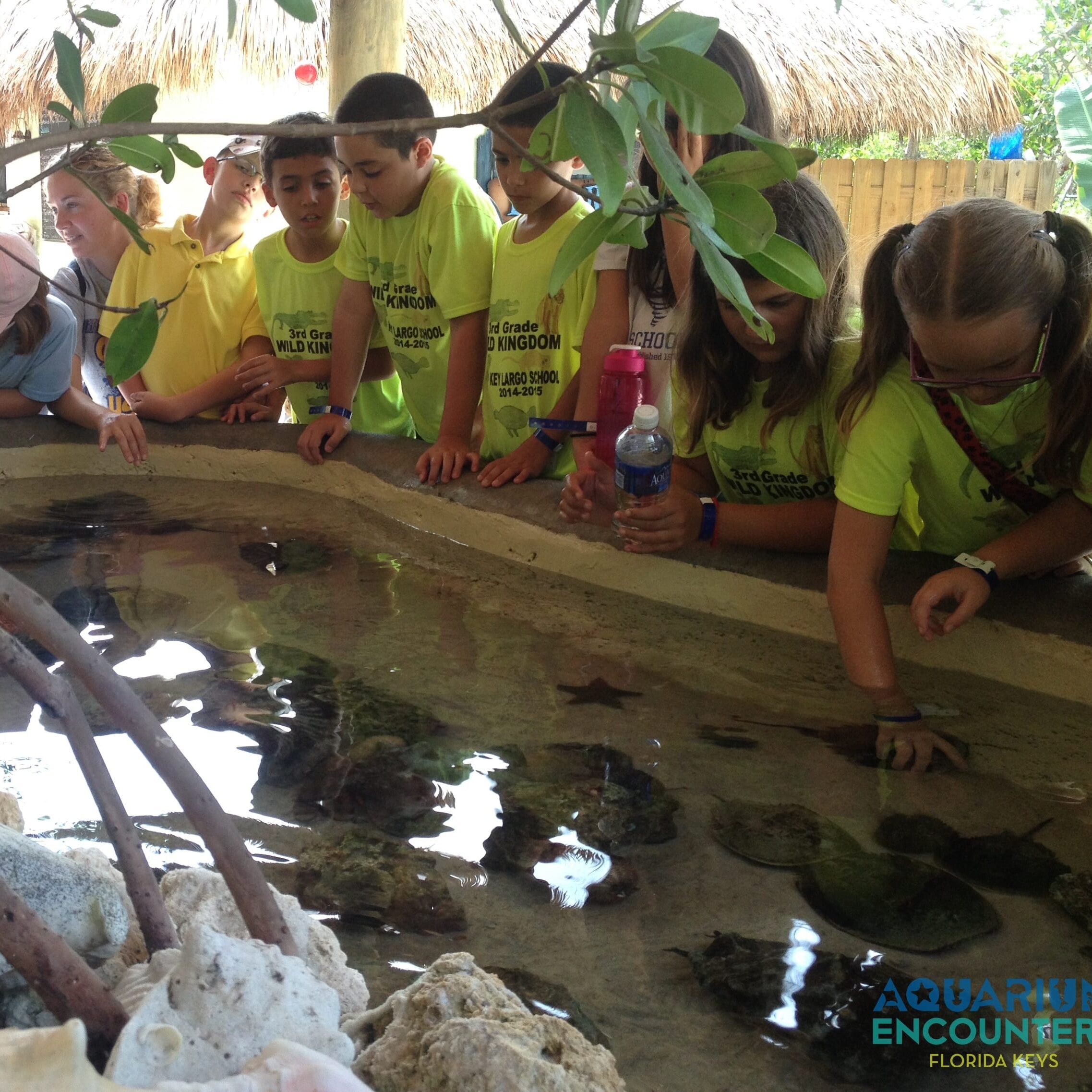 Picture of children at touch tank on school field trip