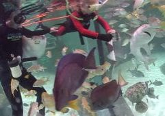 Immerse yourself in an Aqaurium Encounter!