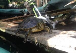 Celebrate World Turtle Day with our friends at the Freshwater Bayou!