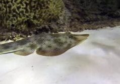 Meet our newest resident, the Guitarfish at Florida Keys Aquarium Encounters.