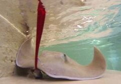 happybdayharrypotter