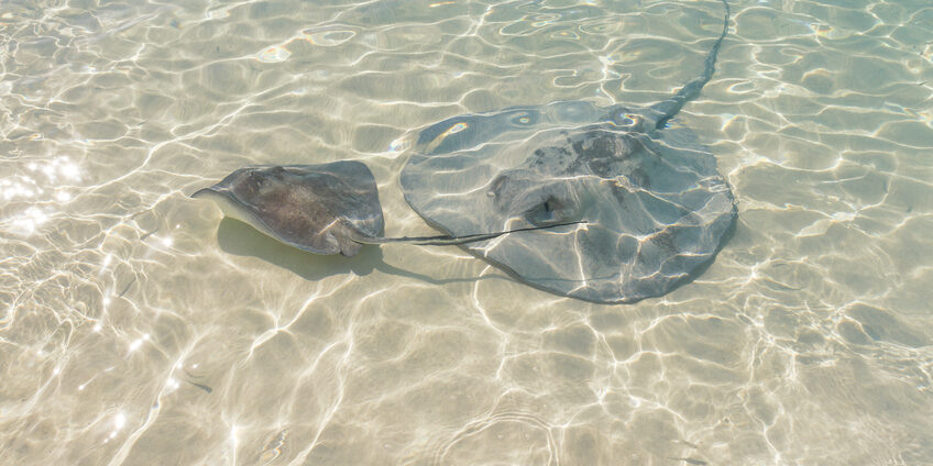 Stingray fishes (baby and mother) swimming near the beach - Bahamas (Exuma - Stocking Island)