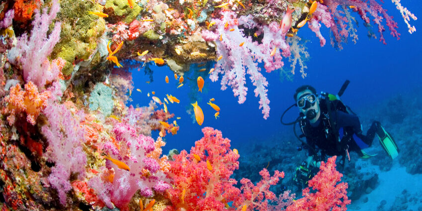 Scubadiver in Red Sea reef