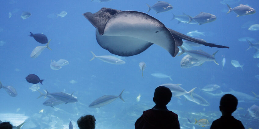 children are silhoutted as they watch sealife in aquarium