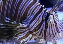 lionfish-edit-3